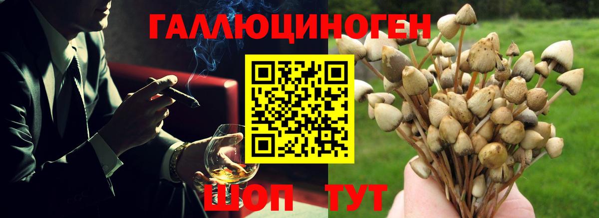Галлюциногенные грибы Psilocybine cubensis  Вход с VPN  Псилоцибиновые грибы Cubensis  Назрань 